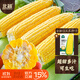 北蔬水果玉米種子苗大棒甜脆黃甜水果玉米種籽 金甜13玉米種子100g