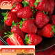 壽禾 草莓苗批發(fā)苗大苗帶土秋冬季四季盆栽食用果苗 奶油草莓苗 6盆