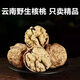 【原生態(tài)無(wú)漂白】新貨正宗云南大樹(shù)核桃薄殼干核桃高山古樹(shù)核桃 云南大樹(shù)核桃1斤[嘗鮮裝]