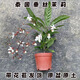 【帶花苞】泰國垂絲茉莉室內高檔年宵花卉盆栽陽(yáng)臺開(kāi)花植物 垂絲茉莉30-40厘米高帶花苞 四季室內外種植耐寒耐熱花卉