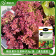 原起點(diǎn)意大利生菜種籽大全菜籽種植四季水培蔬菜種子孑秋冬羅馬奶油香菜 【精選良種】紫葉生菜3g*1袋 2g原裝