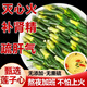 協(xié)穆胖東來(lái)2025新貨湘潭蓮子芯特級蓮子心茶飲新鮮清熱降火泡水喝的茶 湘潭特級蓮子芯一罐200克