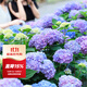 虹越（HONGYUE）大花繡球花盆栽苗 無(wú)盡夏花手鞠萬(wàn)華錦繡球八仙花庭院陽(yáng)臺花卉 【變色大花繡球】“無(wú)盡夏”1加侖
