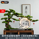 PRUY輕奢高檔新中式擺件綠植仿真迎客松酒店玄關(guān)造景裝飾喬遷搬家禮物 新中式迎客松擺件（流水生財特大號）送電池盒