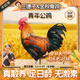 三德子好甄選青年公雞 凈重4.5-5.5斤 散養200天以上 生態(tài)跑山雞整雞雞肉生鮮