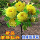 包開(kāi)花洛陽(yáng)牡丹花樹(shù)苗觀(guān)賞牡丹大盆地栽耐寒易活室內外種植花卉 皇冠牡丹/-小幼苗一顆