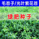 毛苕子光葉紫花苜蓿種子綠肥野豌豆箭舌豌豆果園養蜂蜜源毛苕子 綠肥苕子10斤裝