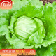 壽禾結球生菜種子種籽圓生菜秋冬季播種四季家庭陽(yáng)臺田園種植蔬菜籽 壽禾綠翡翠結球生菜種子10g