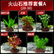 寵小俠水草植物魚(yú)缸真草造景生態(tài)全套擺件養魚(yú)增氧鋪底陰性水培凈化綠植 【賽級精品】火山石小缸套餐A