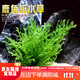 IXJSN鹿角榕水草植物真草增氧懶人水榕沉木鹿角鐵皇冠水草魚(yú)缸造景 鹿角榕1杯送吸底杯