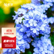 虹越（HONGYUE） 藍雪花盆栽花園陽(yáng)臺垂吊裝飾花卉多年生易養耐熱觀(guān)賞期長(cháng) 【2盆裝】藍雪花 160#