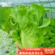 菜禾地生菜種子苗意大利生吃秋季陽(yáng)臺蔬菜籽 速生四季生菜種子約2000粒