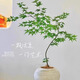 拓塞造型流泉楓盆栽客廳室內(nèi)大型綠植物盆景樹苗書房禪意植物四季常青 【流泉楓】40-50厘米一盆