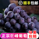 順豐正宗巨峰葡萄新鮮東北農家大葡萄孕婦水果直發(fā)葡萄水果非夏黑 2斤