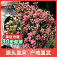 海蒂的花園超微月季花卉盆栽灌木月季小苗陽(yáng)臺庭院植物源頭直發(fā)