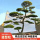 造型松樹(shù)苗庭院景觀(guān)迎客松綠化工程松大小規格齊全四季常青 黑松油松規格咨詢(xún)客服