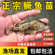 彌翠園正宗鱖魚(yú)苗桂花魚(yú)苗淡水養殖食用翹嘴鱖大眼鱖肉食冷水觀(guān)賞魚(yú)鱖魚(yú) 大鱖魚(yú)9-11厘米2條送1條防損