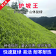青上青進口草坪種子草籽四季常青矮生免修剪草坪綠化工程護坡耐寒耐踐踏 護坡草籽1斤【固土復綠】