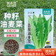 菜禾地 油麥菜種子苗四季易種植速生青菜蔬菜種籽 香甜油麥菜種子2000粒