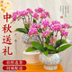 臨雅【同城小時(shí)達】中秋送禮蝴蝶蘭帶花苞盆栽客廳花卉植物年宵花綠植 6株紫色花紋蝴蝶蘭（瓷盆隨機）