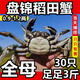 【活蟹】盤(pán)錦河蟹鮮活正宗稻田蟹公母大閘蟹六月黃小螃蟹特大滿(mǎn)黃 【全母蟹】30只 0.9-1.2兩/只 2只備損