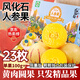 京地達云南石林風(fēng)化石人參果新鮮水果禮盒23枚凈重5斤單果100g+源頭直發(fā)