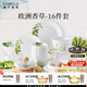 CORELLE康寧餐具美國進(jìn)口耐熱玻璃湯碗盤(pán)子套裝歐洲香草餐具整套送禮 【4人食】高檔禮盒裝 16件套