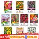 花沃里10款花種子套餐 花卉種子組合太陽(yáng)花鳳仙花向日葵四季種野花種籽