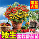 大菜鄉壽光帶盆矮生番茄苗秧紅黃黑迷你櫻桃小柿子四季陽(yáng)臺盆栽小院種植 【紅+黃+黑】矮生番茄盆栽各1盆+1包肥