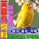 芙蓉鳥(niǎo)飼料專(zhuān)用鳥(niǎo)糧金絲雀玉鳥(niǎo)開(kāi)唱提性壯膘五色黍子混合營(yíng)養鳥(niǎo)食 400ml 1瓶 【鳥(niǎo)兒超愛(ài)吃】