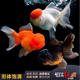 寵小俠金魚(yú)獅子頭黑獅鴻運當頭好養金魚(yú)三寶耐活淡水魚(yú) 吉祥三寶丹頂紅獅黑獅隨機組合 7-9cm3條