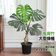 花城水調老樁龜背竹客廳大盆栽植物室內凈化空氣除甲醛造型大型綠植好養活 【精品百搭】高130-140cm含膠盆