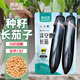 菜禾地長(cháng)茄種子苗四季種植露地大棚盆栽蔬菜種籽 澤安德長(cháng)茄種子約100粒
