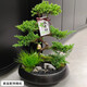 芙洛拉花園【兩小時(shí)達(dá)】五層塔松盆栽送導(dǎo)師青松綠植喬遷之喜開業(yè)教師節(jié)禮物 萬(wàn)事青松【精致造景五層塔松盆景】 送老師推薦