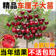 景琳涵正宗車(chē)厘子樹(shù)苗櫻桃樹(shù)苗盆栽四季陽(yáng)臺南北方種植耐寒矮化大果樹(shù)苗 5年苗當年結果（備注品種）養不活包賠