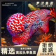 泰國進(jìn)口鴻運火鳳凰羅漢熱帶魚(yú)爆頭金花養耐活觀(guān)賞魚(yú)招財起頭魚(yú)苗 極品-幻彩羅漢魚(yú) 10-12厘米【包活包損】