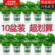 綠蘿整箱批發(fā)精品盆栽新房辦公室吸甲醛凈化空氣花卉吊蘭長藤植物 120綠加侖雙層吸水10盆+5肥