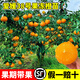 景琳涵愛(ài)媛38號樹(shù)苗果凍橙果樹(shù)果苗盆栽象山紅美人橘子樹(shù)柑桔樹(shù)果凍橙樹(shù) 【帶土球】5年精選苗（當年結果）死苗包賠
