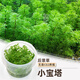 瘋狂水草（FKSC）無(wú)菌杯魚(yú)缸水草造景植物莫斯陰性草缸日本珍珠草魚(yú)缸綠植真水草 小寶塔（后景）