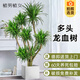 植男植女龍血樹(shù)造型多頭大型室內盆栽龍須樹(shù)綠植客廳辦公室植物源頭直發(fā)