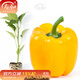 壽禾 彩椒苗燈籠椒青椒菜椒種苗方椒秋冬季蔬菜苗種苗壽光菜種苗 (黃甜椒）黃椒苗 6棵