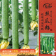 壽禾 絲瓜種子苗無(wú)棱盆栽種植早熟蔬菜種籽 濰豐美佳無(wú)棱絲瓜種子60粒