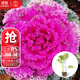 大禹羽衣甘藍種子大全盆栽苗帶土種苗菜苗秋冬季蔬菜苗食用雨衣甘蘭 粉羽衣甘藍苗蔬菜苗5棵+1棵 帶土