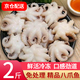 滋百尚去齒去內臟冷凍新鮮八爪魚(yú) 迷你小章魚(yú)海鮮 軟足類(lèi)燒烤食材 八爪魚(yú) 500g(凈重)  *2