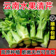 順豐包郵 云南高原水果清芹生吃新鮮水果芹菜西芹當季蔬菜綠青菜 清芹2斤 順豐快遞