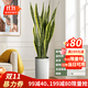嘆為觀(guān)止大型盆栽金錢(qián)榕百合竹金錢(qián)樹(shù)發(fā)財樹(shù)清香木辦公室內落地款中型植物 虎皮蘭【1.1-1.3米】 含盆