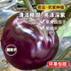密云愛(ài)華大棚農家紫皮圓茄子 長(cháng)茄子 現摘現發(fā) 北京蔬菜 500g 農家圓茄子 500g