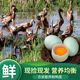 鄱陽(yáng)湖鮮鴨蛋 生鴨蛋土鴨蛋正宗鄱陽(yáng)湖鴨蛋生態(tài)養殖 青白皮混發(fā)新鮮到家 新鮮初生蛋 40-50g*12枚