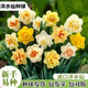 沭之美洋水仙種球重瓣水養花卉綠植 洋水仙種球混色3個(gè)(不含盆)源頭直發(fā)