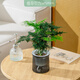 植導引力文竹綠植小盆栽四季常青室內桌面花卉植物 文竹+輕奢灰自吸盆